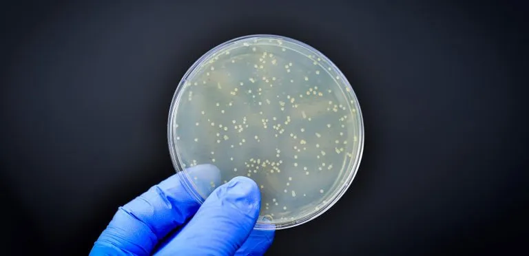 ارزیابی مواد فوم مشبک پلی یورتان به عنوان فیلتر هوا در برابر آلودگی قارچی 🍄