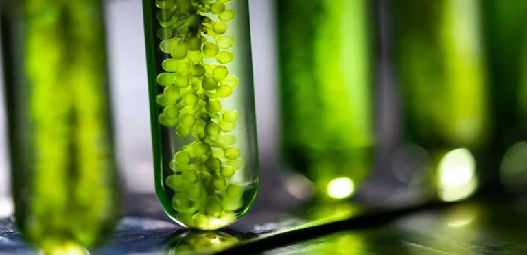 چالش ها و پیشرفت های اخیر در تولید ایزوسیانات مبتنی بر مواد زیستی