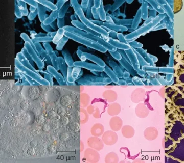 فوم های پلی یورتان با گرافن عامل دار مورفولوژی سلولی و عملکرد فیزیکی