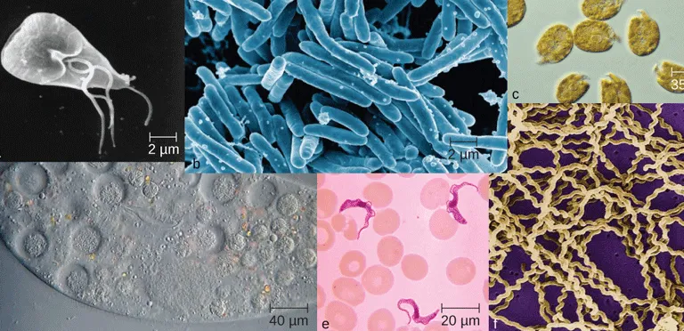 فوم های پلی یورتان با گرافن عامل دار مورفولوژی سلولی و عملکرد فیزیکی