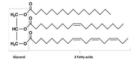 ساختار شیمیایی یک تری گلیسیرید