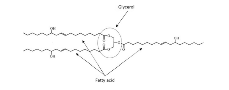 ساختار شیمیایی روغن کرچک