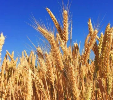 فوم های پلی یورتان زیست تخریب پذیر جدید از کاه گندم تولید می شوند.