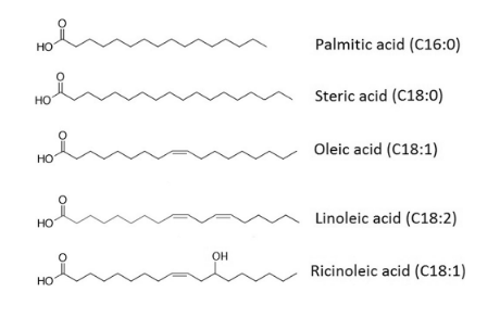 ساختار اسیدهای چرب برپایه روغنهای گیاهی