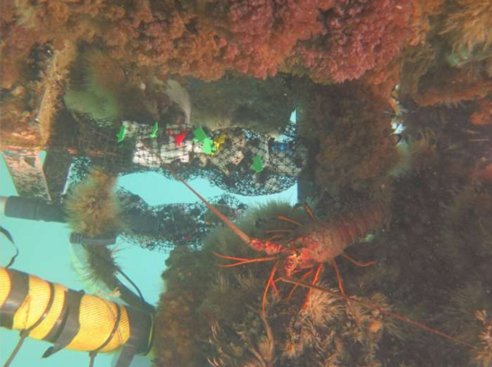 تغییر رفتار دریا در مواجه با آلودگی پلاستیک ها: مواد جدید در آب اقیانوس تجزیه می شوند