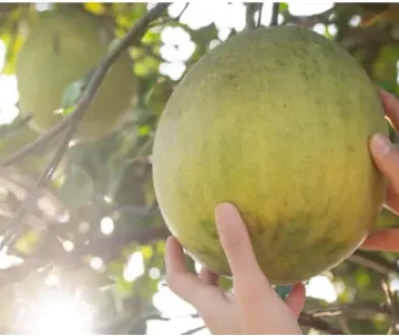 دانشمندان چینی فوم PU گرادیانی را با الهام از میوه پوملو (دارابی) معرفی کردند.