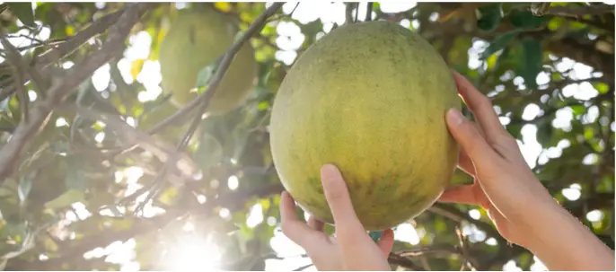 دانشمندان چینی فوم PU گرادیانی را با الهام از میوه پوملو (دارابی) معرفی کردند.