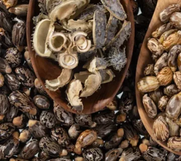 دانشمندان ایرانی فوم PU تجزیه پذیر را برای رشد محصولات زراعی تولید کردند.