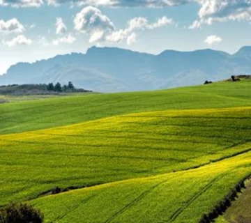 استفاده از تفاله های ذرت بجامانده از فرآیند تقطیر برای افزایش عملکرد فوم پلی یورتان